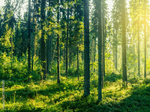 Sunny Morning In Coniferous Forest