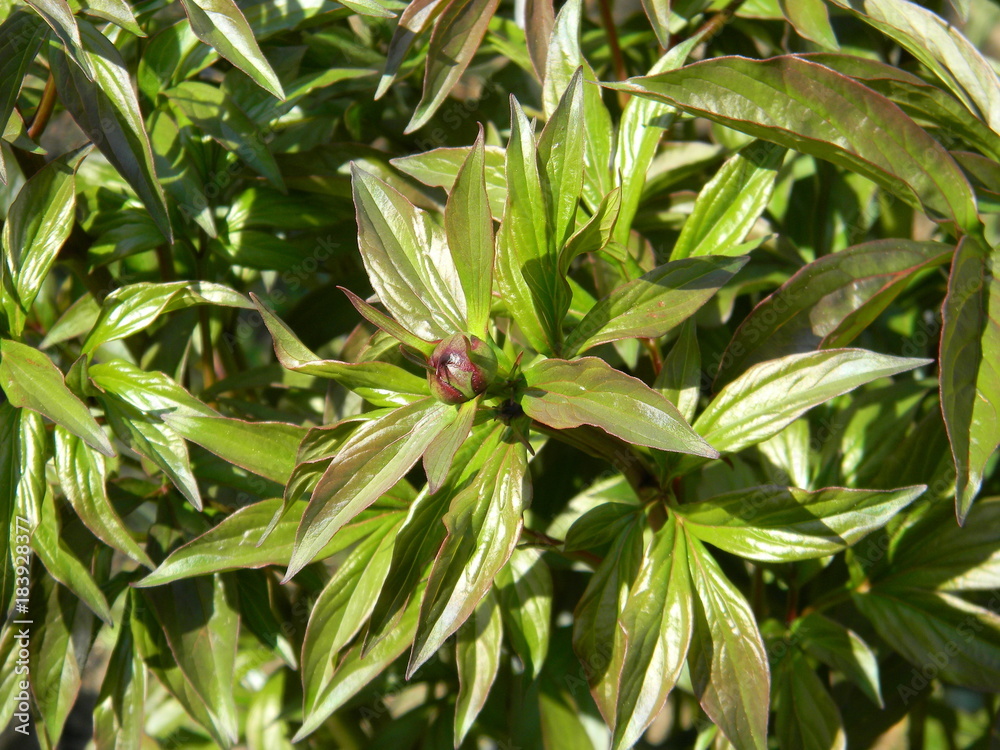 Bud of beautiful peony flower in garden, closeup. Bud of beautiful peony flower in garden, closeup.