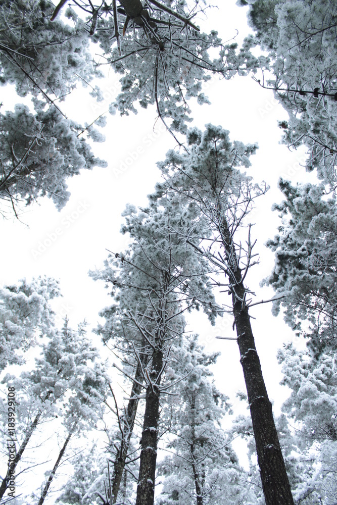 Fototapeta premium SNOW COVERED PINE FOREST