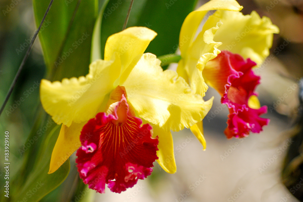 Fototapeta premium Orchid in nature -yellow and red
