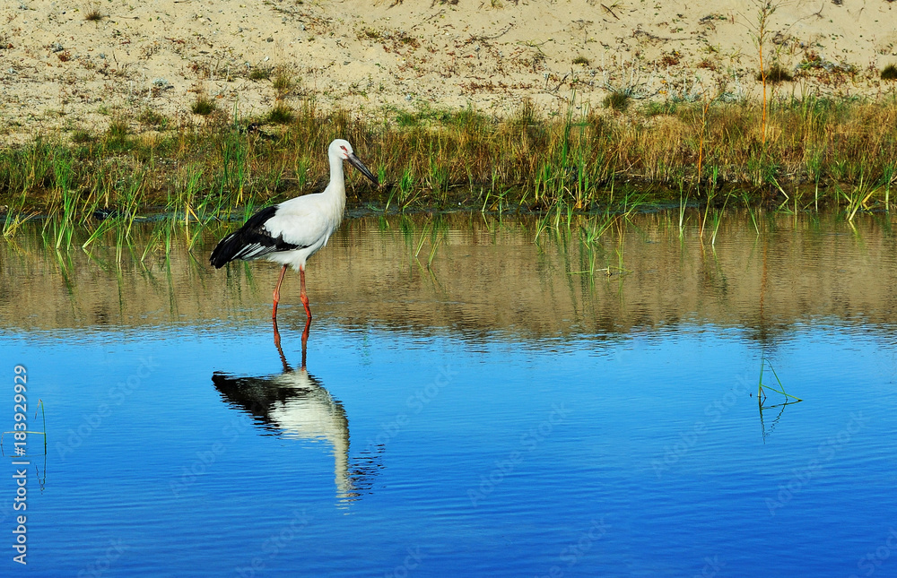 Oriental Stork (Ciconia Boyciana) Oriental Stork (Ciconia Boyciana)