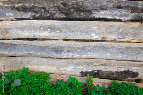 Abstract plant with wooden fence background