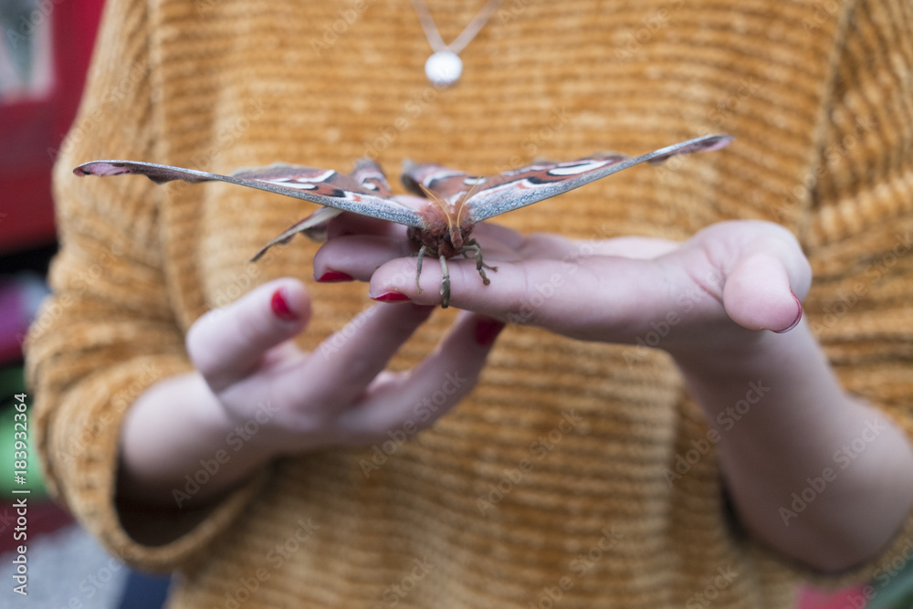 Atlante La falena più grande del mondo 素材庫相片 Adobe Stock