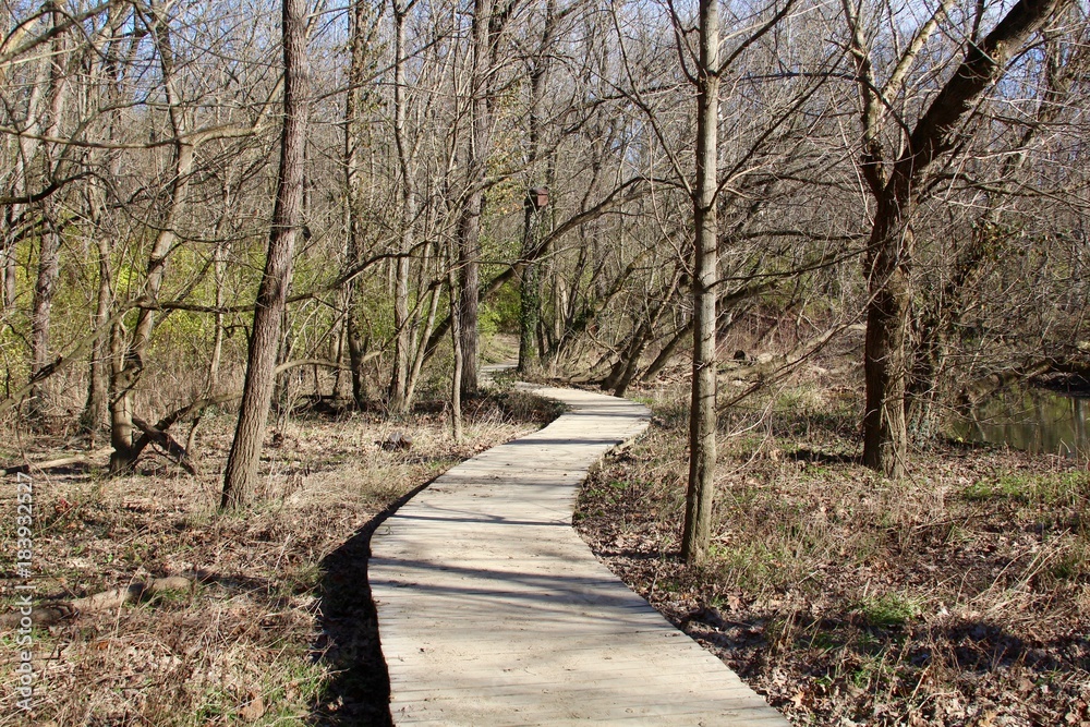 The wood boardwalk in the autumn forest on a sunny day, The wood boardwalk in the autumn forest on a sunny day,