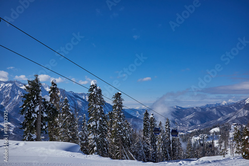 Fir trees on winter mountain