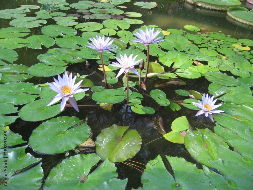 beautiful flowers of lilies on the water surface beautiful flowers of lilies on the water surface
