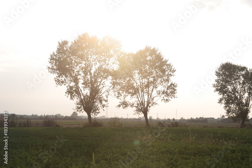 Wallpaper Mural Luce tra gli alberi Torontodigital.ca