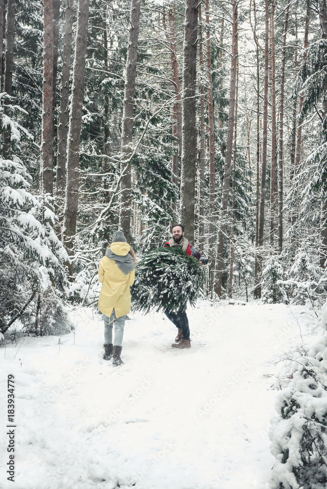 Beautiful Caucasian cople bringing a Christmas tree back home from forest