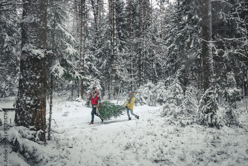 Beautiful Caucasian cople bringing a Christmas tree back home from forest photo