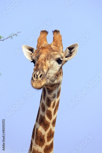 Giraffe im Kgalagadi Transfrontier Nationalpark © Willy