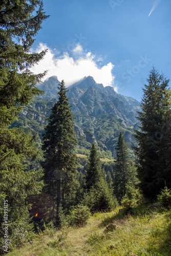 mountain forest
