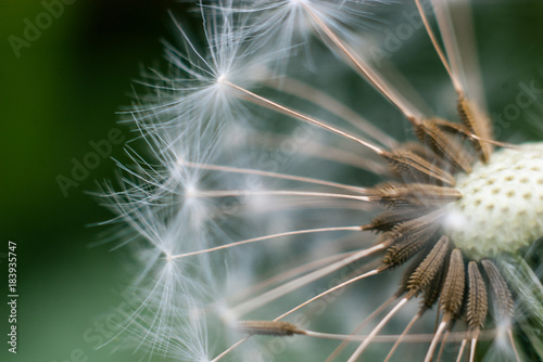 dandelion stem