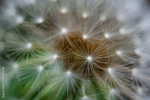 dandelion stem