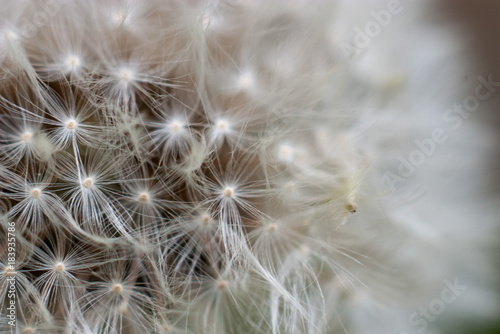 dandelion stem