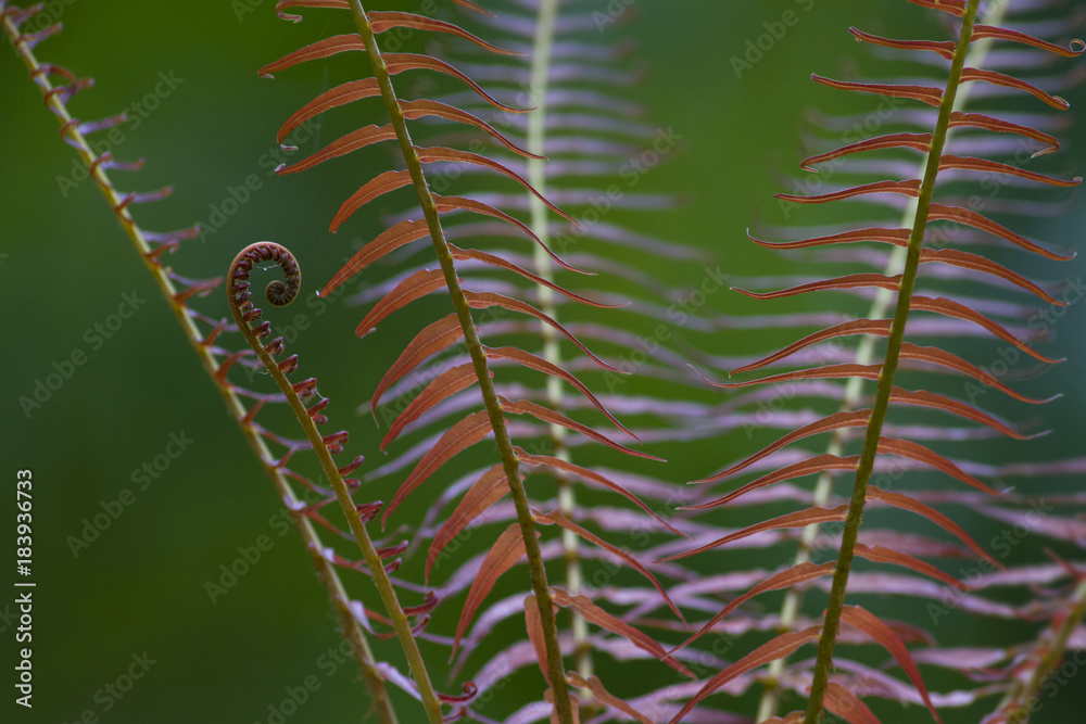 Red leafs fern tree in tropical rainforest. Red leafs fern tree in tropical rainforest.