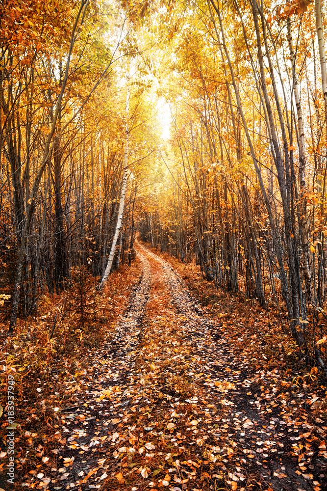 Obraz premium Autumn sunny landscape with a forest road. Karelia. Russia