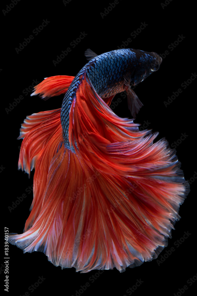 Obraz premium Halfmoon Betta Fish