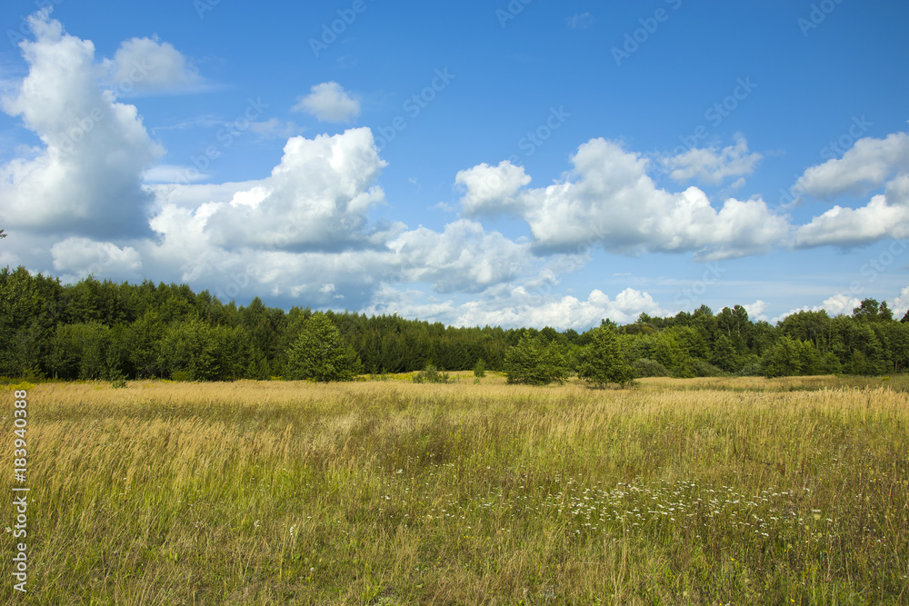Big wild meadow, forest and sunny sky