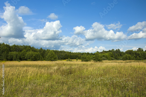 Big wild meadow  forest and sunny sky