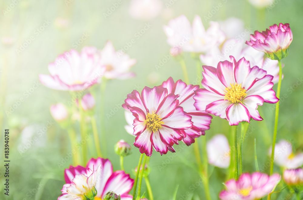 white and pink cosmos with beautiful light