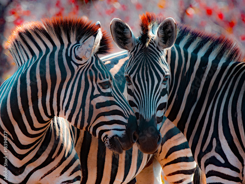 Two zebra nuzzling, Mpumalanga, North Eastern South Africa, South Africa photo