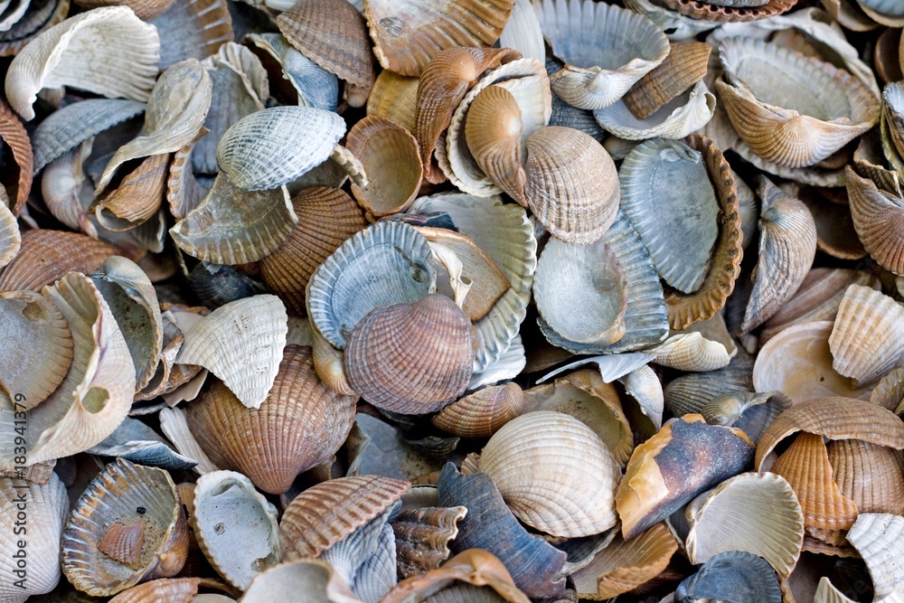 Shellfish from the sea after a long day of diving