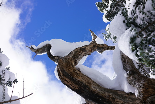 長い年月を積み重ねてきた古木。新雪をと青空が美しい。