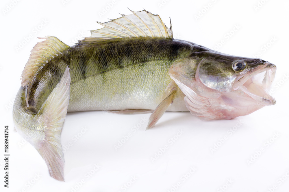 Naklejka premium Live zander or pikeperch