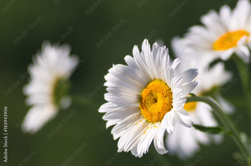 Blooming camomile, selective focus Blooming camomile, selective focus