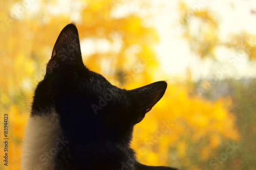 Cropped shot of a black cat. cat looking to the side. Cat Close-up, yellow blurred background.Back view.