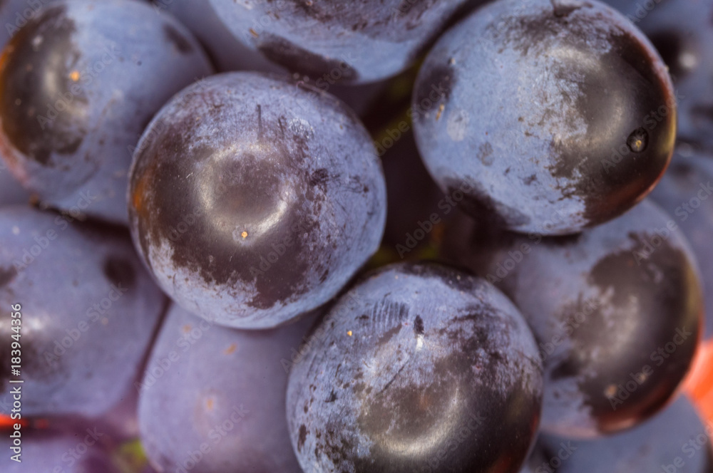 Berry blue wine grapes on a red saucer Berry blue wine grapes on a red saucer