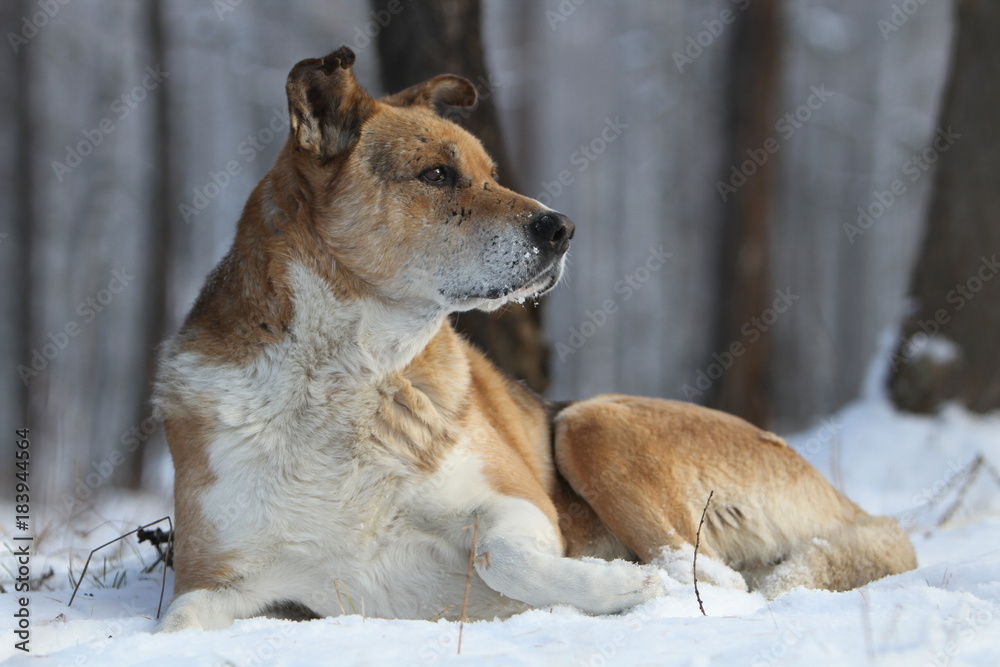 The dog is lying on the white snow. Holiday The dog is lying on the white snow. Holiday
