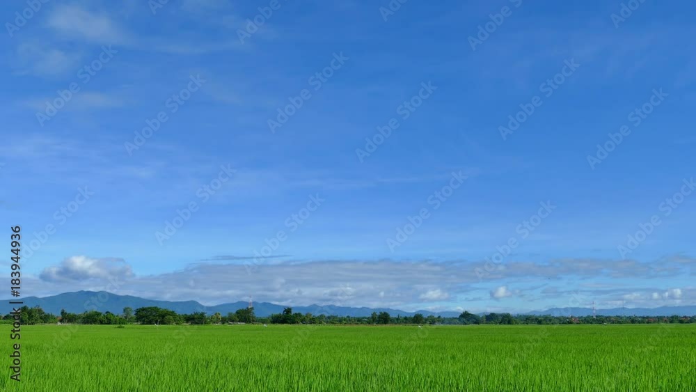 clouds over the green field. 4K