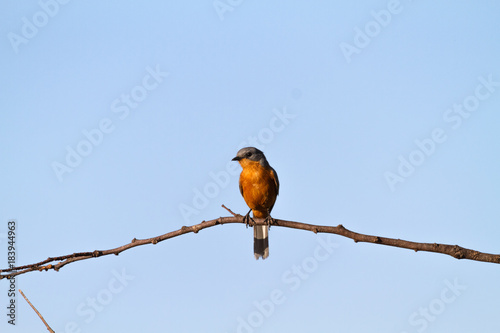 Silberbird on the branch. Tanzania, Serengeti photo