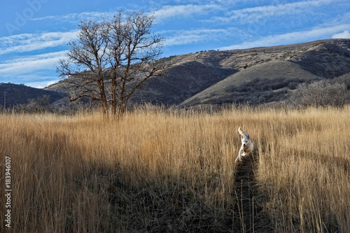 Running husky in Autumn