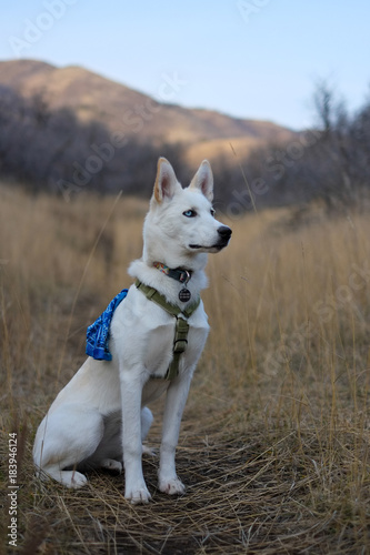 stately looking husky 