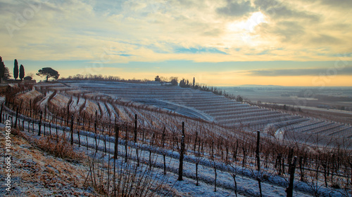 Fototapeta Naklejka Na Ścianę i Meble -  snowy morning in the vineyard