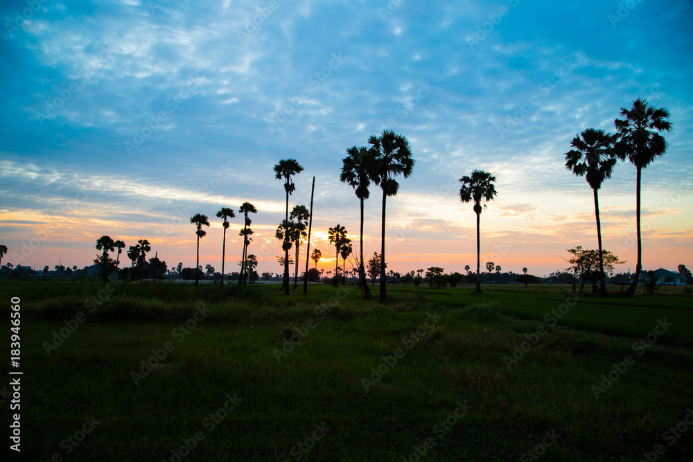 Amazing silhouette sunrise in rice field with palm tree