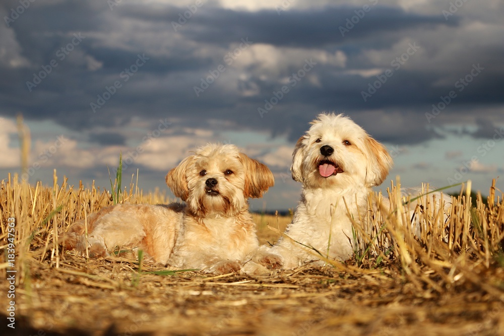 zwei kleine Hunde liegen im Stoppelfeld zwei kleine Hunde liegen im Stoppelfeld