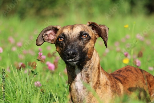 Portrait eines gestromten Whippets