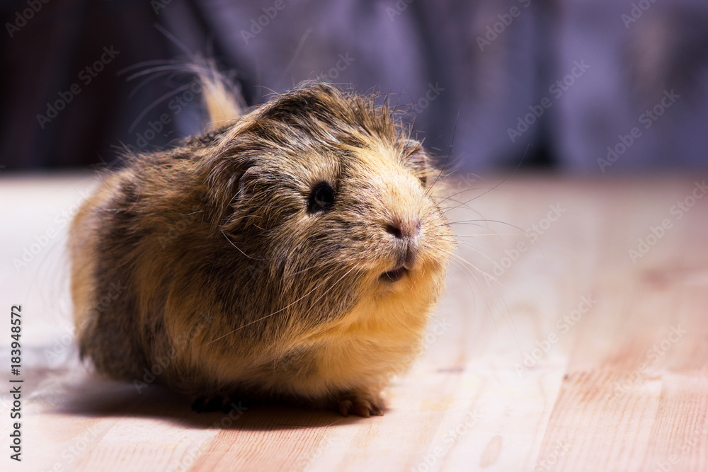 Fototapeta premium Cute guinea pig