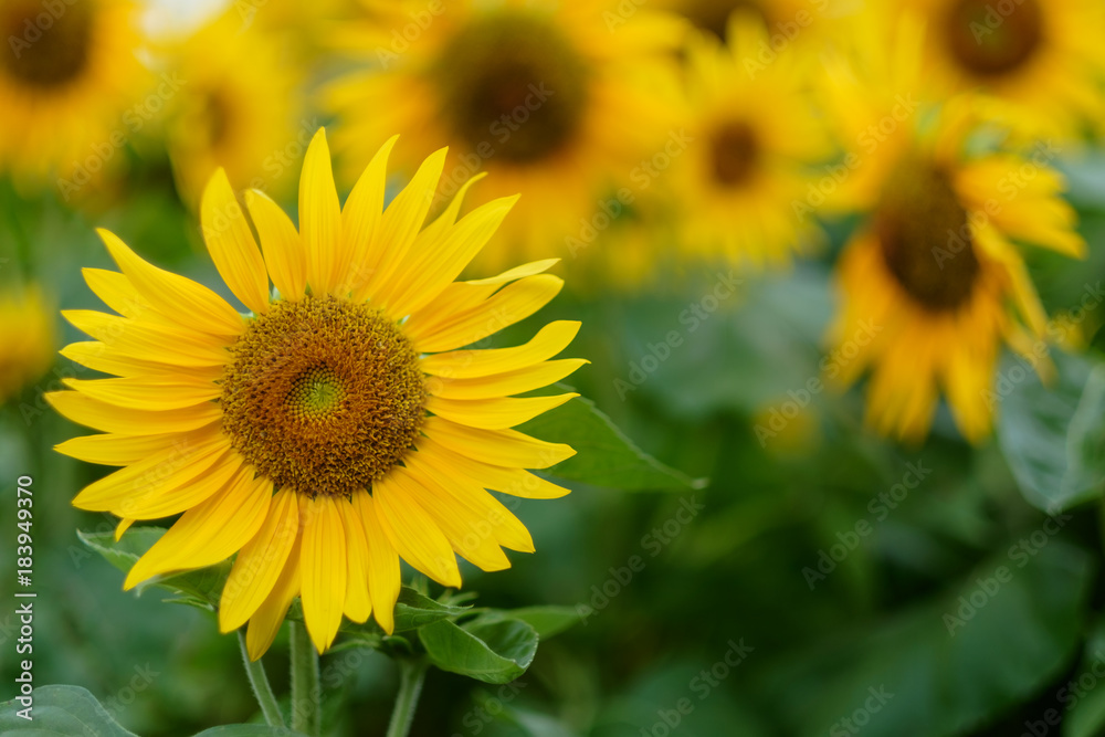 Sunflower field. One flower in the foreground in focus. In the background is a blurred field.