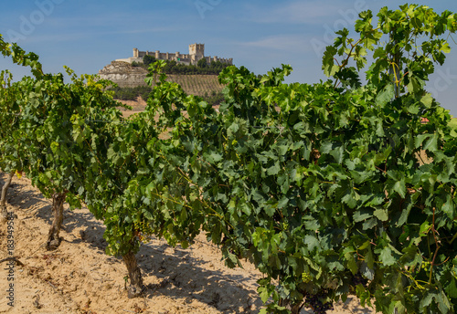 Ribera del Duero Vineyard