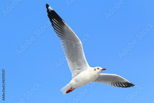 seagull flying in blue sky