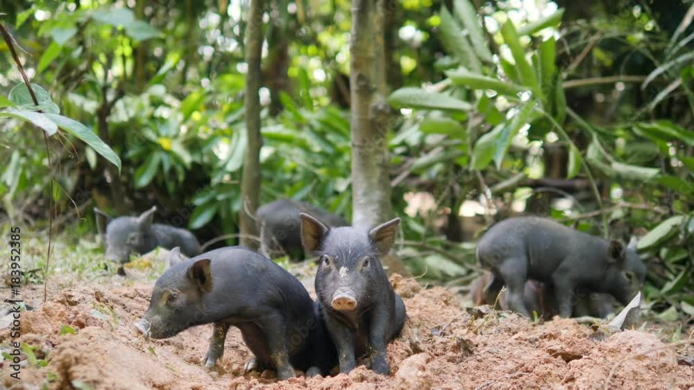 Small Cute Black Wild Boar Piglets Digging Ground In Thai Rainforest Jungle. Thailand. 4K. Small Cute Black Wild Boar Piglets Digging Ground In Thai Rainforest Jungle. Thailand. 4K.