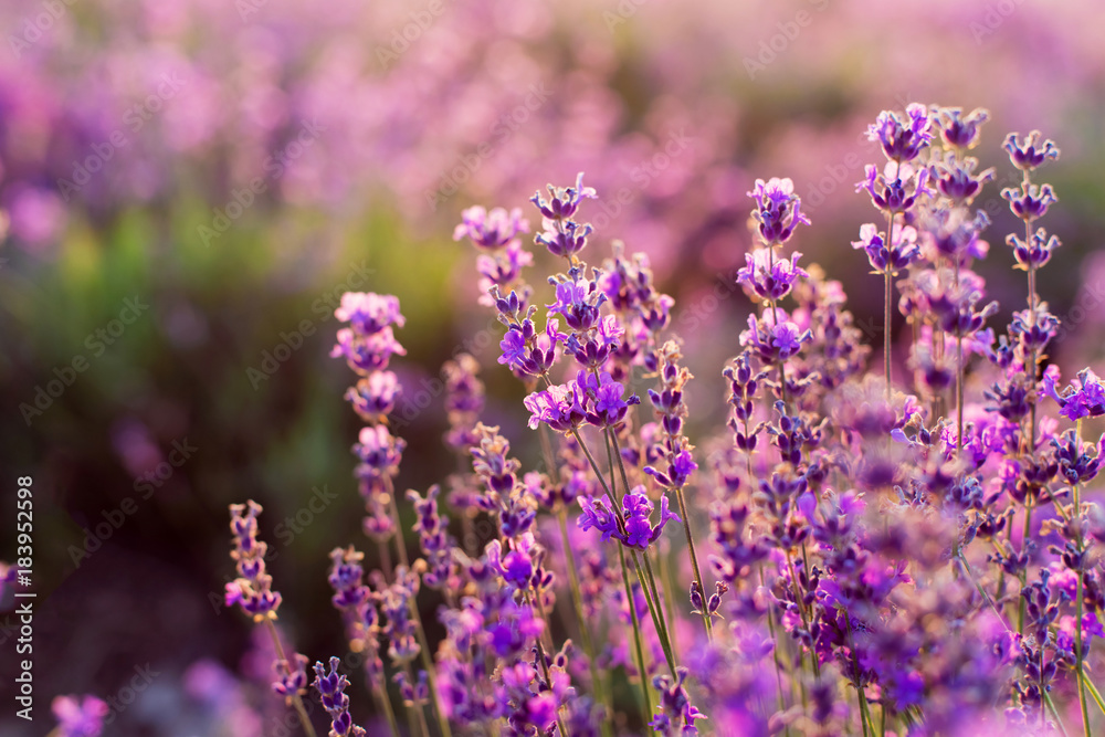 Obraz premium Lavender flowers on sunset