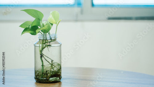 Epipremnum aureum in glass jar