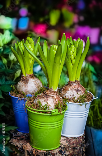 Gardening concept. Three sprouting hyacinths in colorful buckets. Selective focus. Vignette.