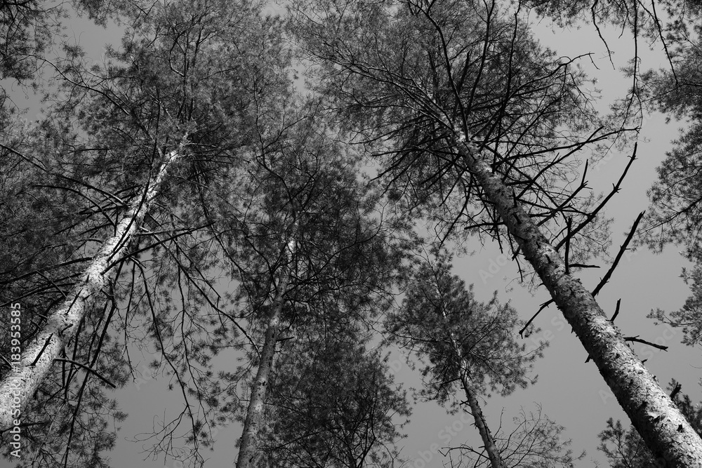 forest forest