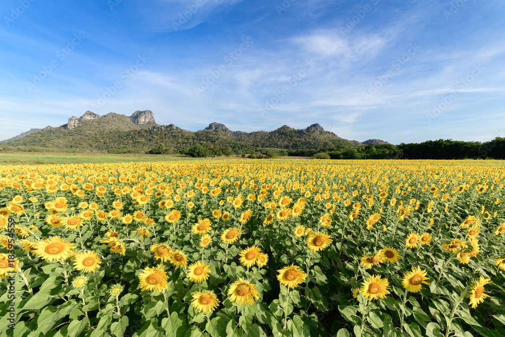 beautiful sunflower fields with mountain background